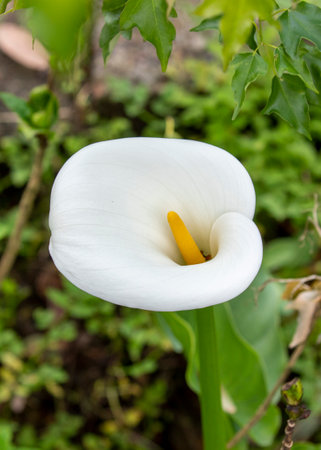 Close up white calla lilies in spring calla lily parkの写真素材