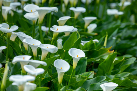 Close up white calla lilies in spring calla lily parkの写真素材