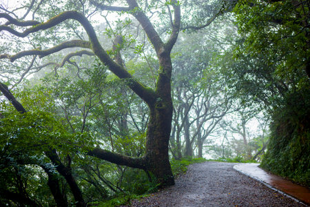 Forest trails in the Yangmingshan Mountains in the outskirts of Taipei