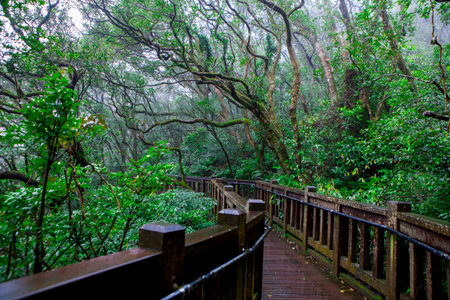 Forest trails in the Yangmingshan Mountains in the outskirts of Taipeiの写真素材