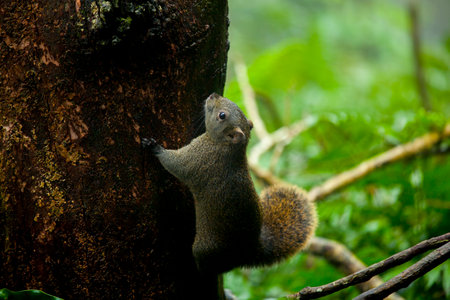 Cute fluffy squirrel on a tree in the forestの写真素材