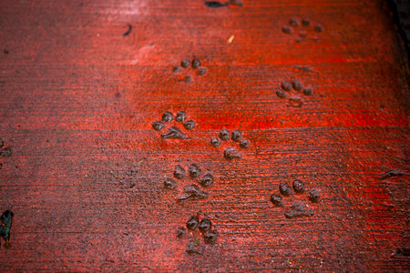 Dog footprints on the Yangmingshan forest trail in the suburbs of Taipeiの写真素材
