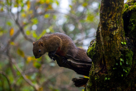 Cute fluffy squirrel on a tree in the forestの写真素材