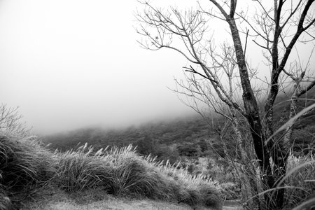 Yangming Mountain, a scenic spot in the suburbs of Taipei, with dead trees and reedsの写真素材