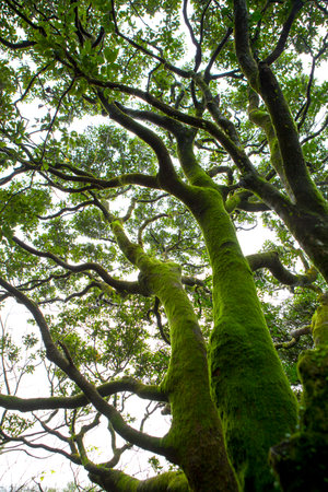 The forest trails in the mountains of Taipei are shaded by green trees and the air is fresh