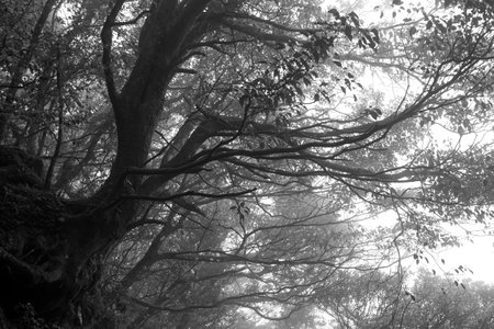 The forest trails in the mountains of Taipei are shaded by green trees and the air is fresh