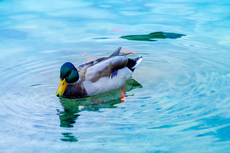 Wild duck by the beautiful King Lake in Germanyの写真素材