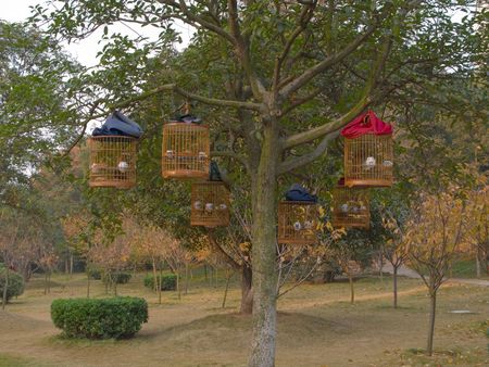 Hanging branches on the cage in the parkの写真素材