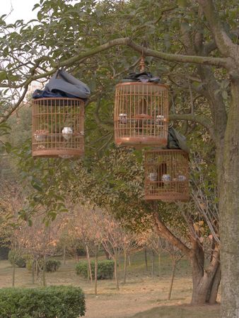 Hanging branches on the cage in the parkの写真素材