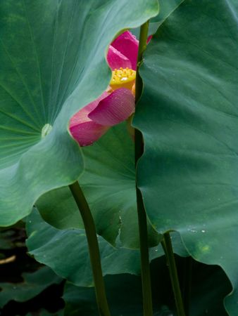 Pink lotus green lotus leafの写真素材