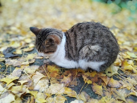 Ginkgo leaf and the catの写真素材