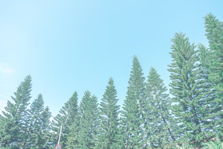 Pine trees with blue sky background, Thailand. ( Filtered image processed vintage effect. )