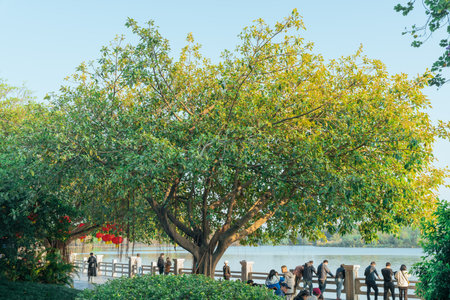 People sitting under the big tree in the park at the lake.の写真素材