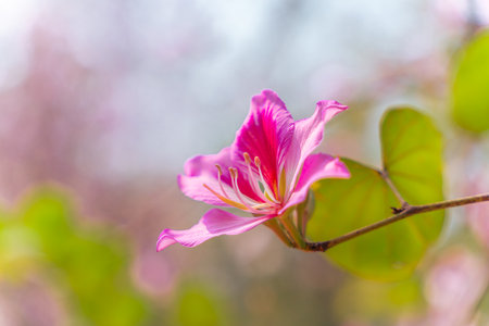 Bauhinia purpurea, Pink flower on nature backgroundの写真素材