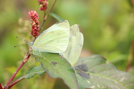 butterfly matingの写真素材