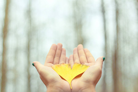 Biloba Leafの写真素材