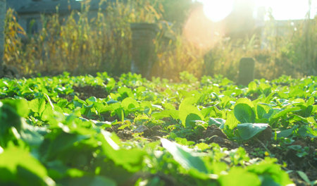 Vegetableの写真素材