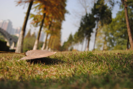 Leaf