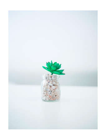 Closeup of a potted plantの写真素材