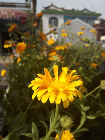 Closeup of yellow flowerの写真素材