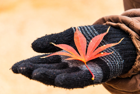 rad maple leave on black glove の写真素材