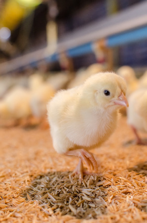 New born chicken are arrived to farm  Frist day old の写真素材