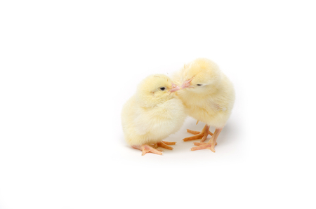 Two Little chicken isolated on white の写真素材