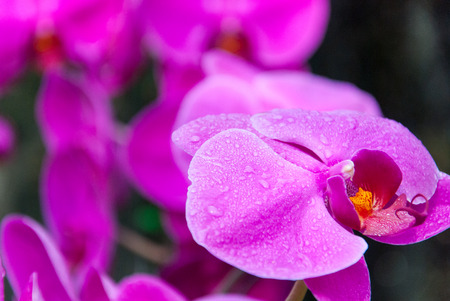 Pink Orchidsの写真素材