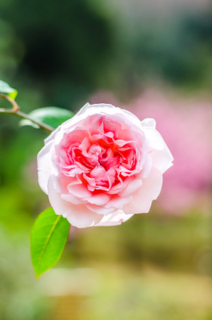 Close up pink rose with blurred backgroundの写真素材
