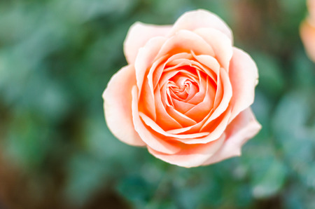 Close up orange rose with blurred backgroundの写真素材
