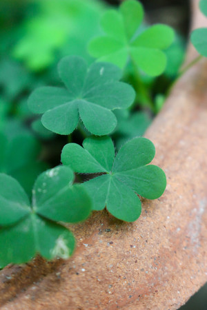 Clover leafの写真素材
