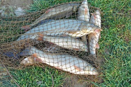 Big fish with blue scales in a network