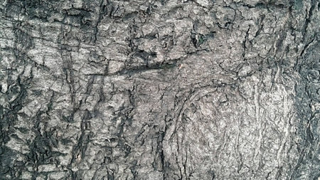 Background texture of tree bark,tree bark.の写真素材