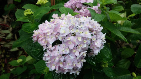 Purple flower of Hydrangea.の写真素材