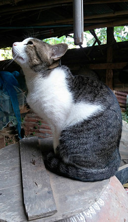 The cute cat sits staring at the jar.の写真素材