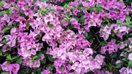 beautiful, fresh flower of purple bougainvillea.(Natural light)の写真素材