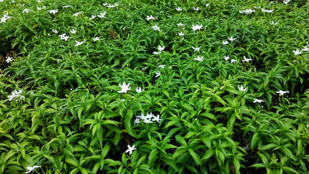 Gerdenia Crape Jasmine with green leaves wall backgroundの写真素材