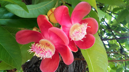 Cannonball tree which is special significance in Buddhist religion and often planted in Buddhist temples.(natural light)の写真素材