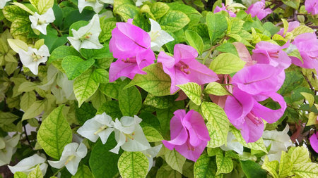 flower of purple bougainvillea.(Natural light)の写真素材