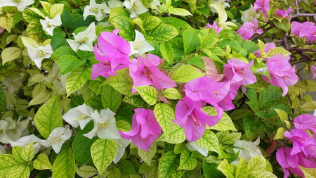 flower of purple bougainvillea.(Natural light)の写真素材