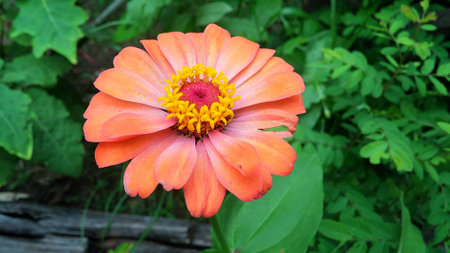 Zinnia flower (orange) in natural lightの写真素材