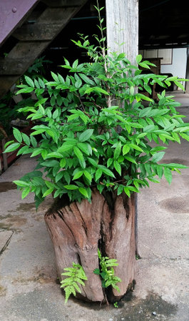 trees growing on the old timberの写真素材