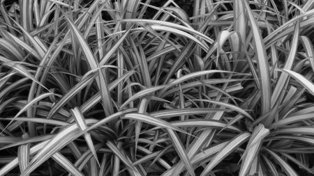 Pandanus leaves are green blade shape, fragrant scents (adjust gray color)の写真素材