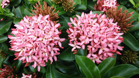 pink Ixora flower in gardenの写真素材