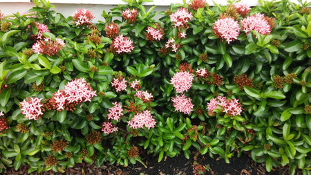pink Ixora flower in gardenの写真素材