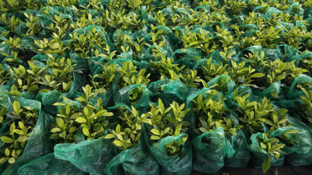 Seedlings are ready for planting For species to.の写真素材