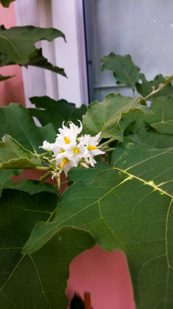 The Solanum Flower, white flowerの写真素材