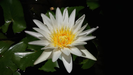 White lotus in the sunny a lot.の写真素材