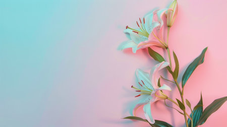 Beautiful lily flowers on a pastel background with copy space.の素材