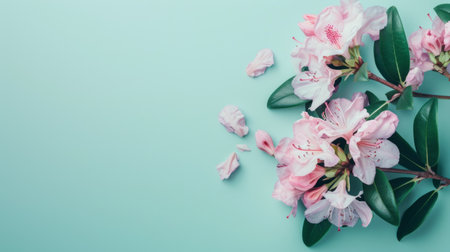 Pink rhododendron flowers on blue background. Flat lay, top view.の素材